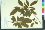 Rhamnus caroliniana