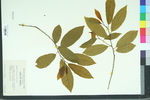 Rhamnus caroliniana