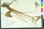 Sagittaria australis