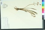 Sagittaria chapmanii
