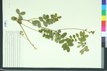 Tephrosia spicata