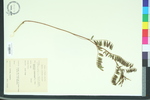 Tephrosia virginiana