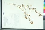 Trifolium agrarium