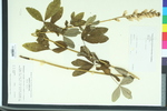 Thermopsis villosa