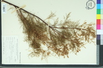 Tilia heterophylla
