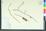 Ulmus americana var. floridana