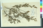 Ulmus diversifolia