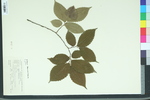 Ulmus floridana