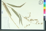 Uniola latifolia