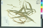 Uniola latifolia