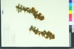 Urtica chamaedryoides