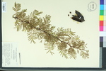 Vachellia densiflora