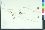 Vicia acutifolia