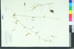 Vicia acutifolia