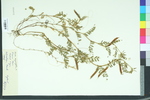 Vicia angustifolia ssp. angustifolia