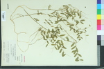 Vicia caroliniana
