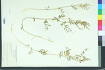 Vicia caroliniana