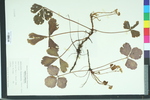 Waldsteinia fragarioides