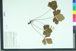 Waldsteinia fragarioides