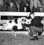 Craig Deal shows the Reserve Champion of the 1968 Barrow Show held at the Bulloch Livestock Yard (Bulloch Herald & Times, Feb. 29, 1968)