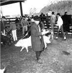 Dr. Bob Surley, professor of Animal Science at the University of Georgia, judging the Barrow Show
