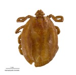 Haemaphysalis chordeilis by Packard