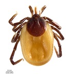 Ixodes affinis by Neumann
