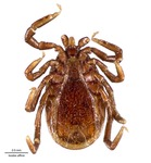 Ixodes affinis by Neumann