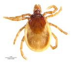 Ixodes cookei by Packard