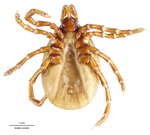 Ixodes cookei by Packard