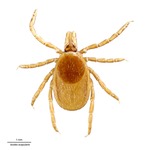 Ixodes scapularis by Say