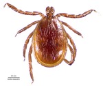 Ixodes scapularis by Say