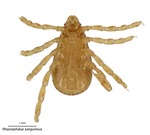 Rhipicephalus sanguineus by Latreille